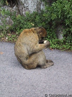 The monkeys of Gibraltar
