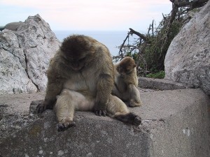 Apor i Gibraltar